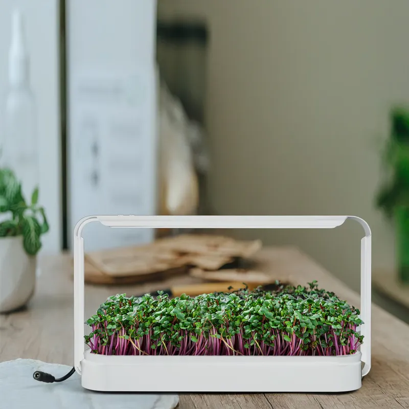 Smart Garden Ideas - Kit per Giardino di Erbe da